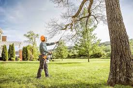 Best Tree Health Inspection  in Bolivar, TN