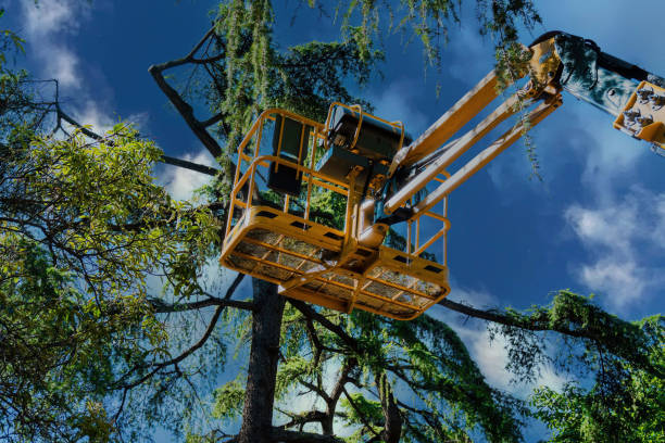 Best Fruit Tree Pruning  in Bolivar, TN
