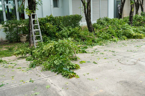 Best Lawn Pest Prevention  in Bolivar, TN