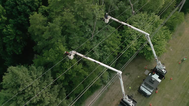 Best Tree Trimming and Pruning  in Bolivar, TN