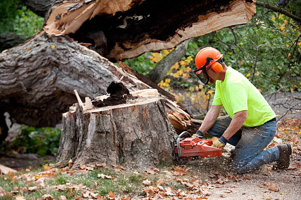 Professional Tree Removal in Bolivar, TN