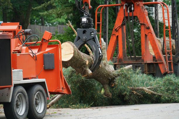 Best Palm Tree Trimming  in Bolivar, TN