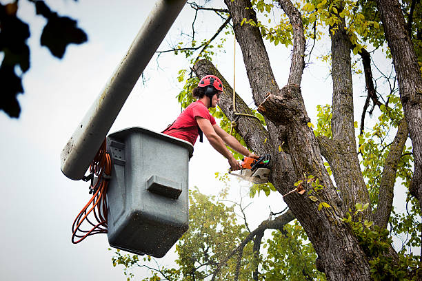 How Our Tree Care Process Works  in  Bolivar, TN