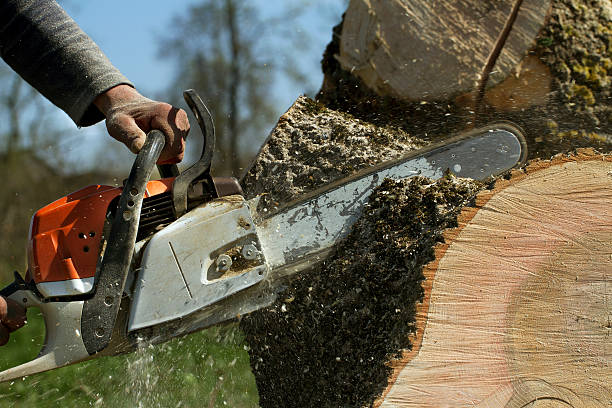 How Our Tree Care Process Works  in  Bolivar, TN
